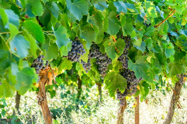 Vine grape in champagne vineyards at montagne de reims, France