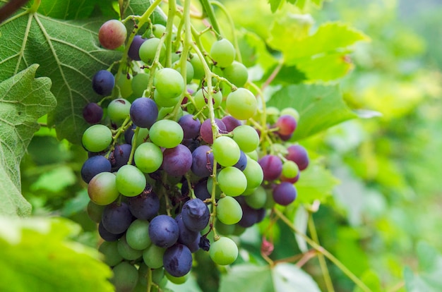 Vine grape close up in vineyard landscape.Growth of sweet juicy fruit