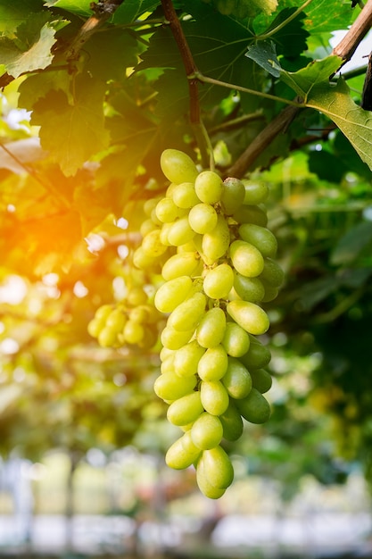 vine grapes at harvest