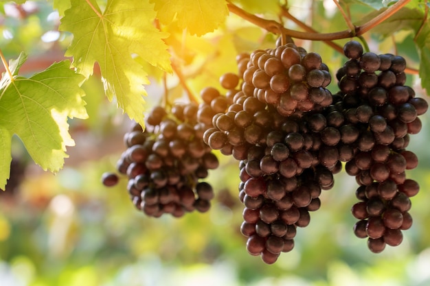 vine grapes at harvest