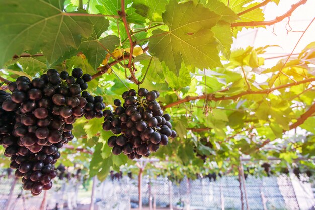 Vine grapes at harvest