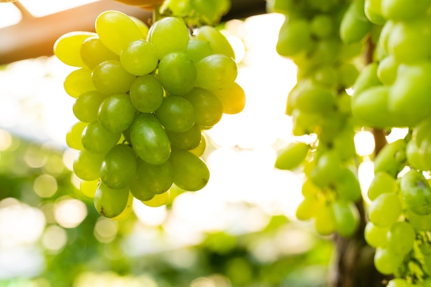 Vine grapes at harvest