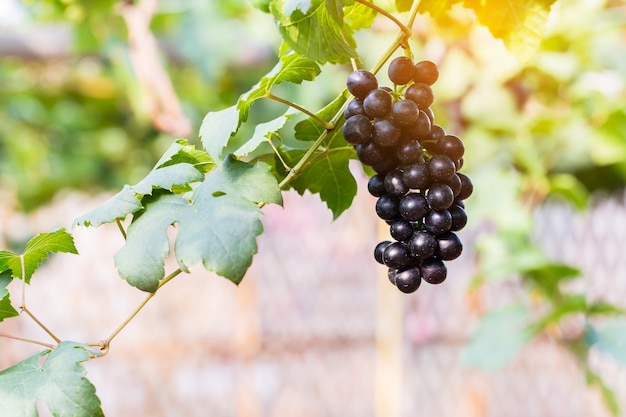 Vine grapes at harvest