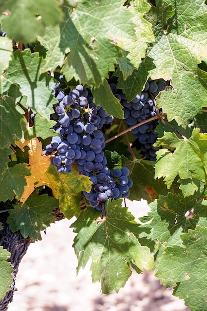 Vine grapes in the vineyard ready for the harvest