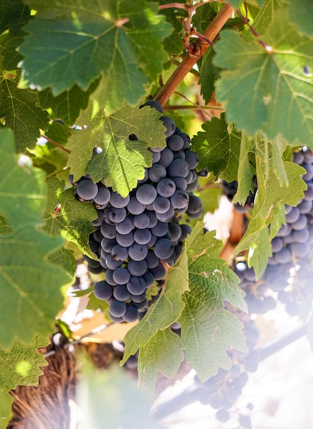 Vine grapes in the vineyard ready for the harvest