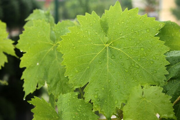 vine leaf