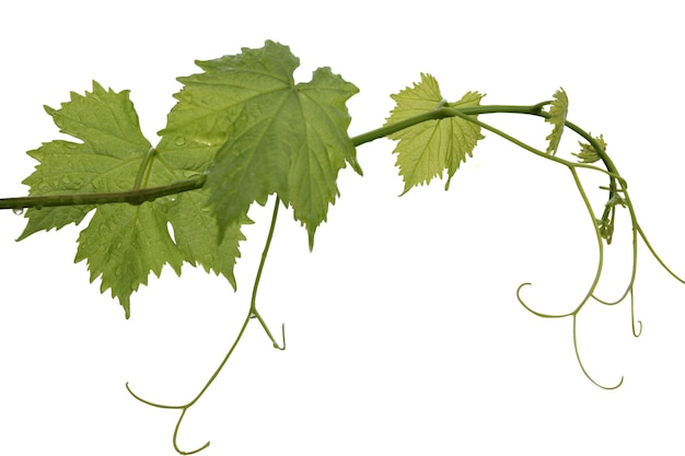 Photo vine leaf