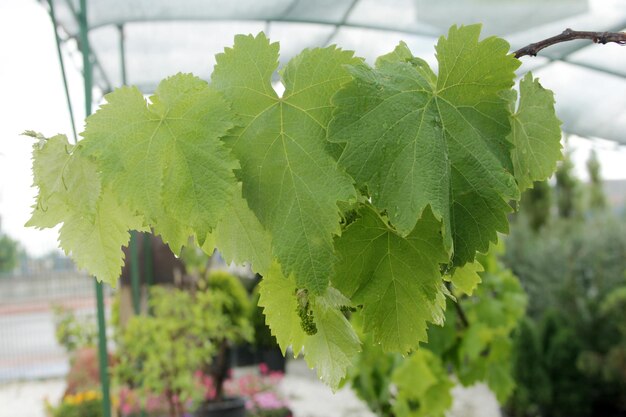 vine leaf