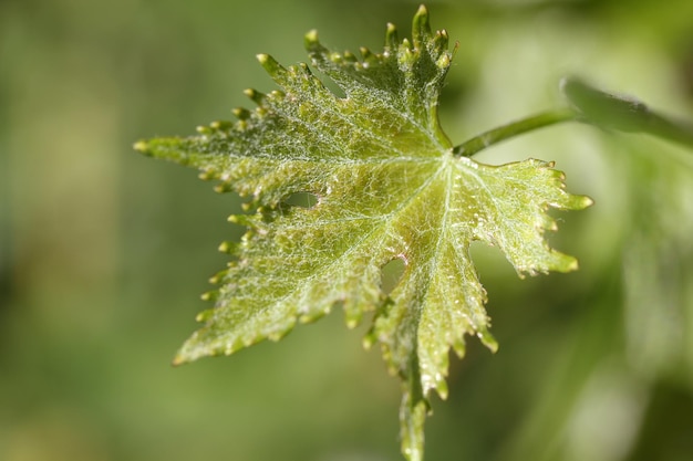 Vine leaf