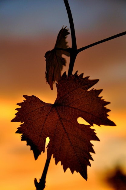 Vine leaves in sunset