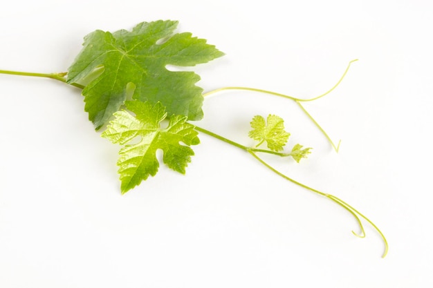 Vine leaves on white background