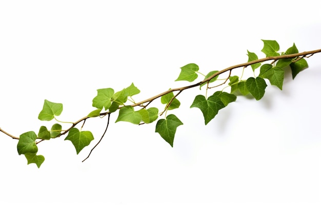 Vine plant climbing isolated on a white background
