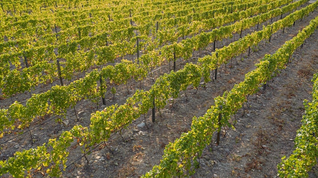 Vine plantations on large areas of land