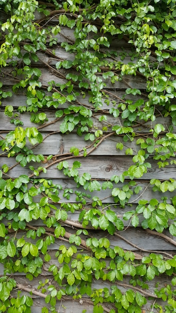 写真 蔓の植物がウーンドン壁に登る