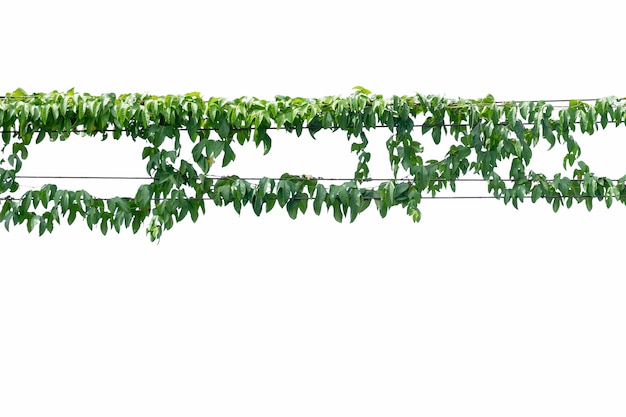 Vine on a pole on a white background