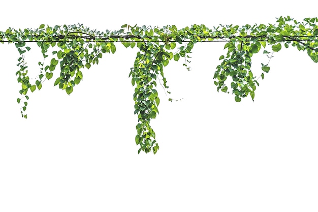 Vine on a pole on a white background