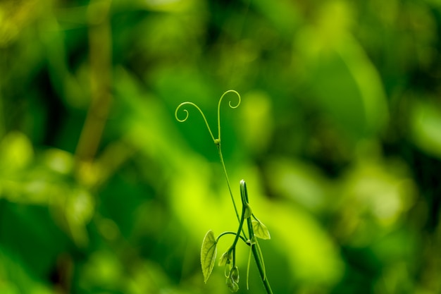 Photo vine shaped like a butterfly antennae