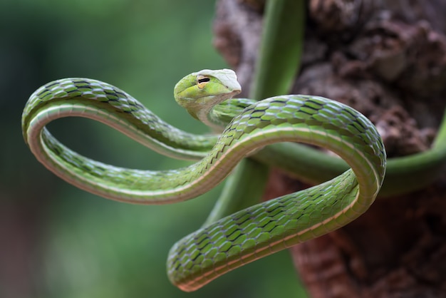 Vine slangen ahaetulla met mooie en levendige kleuren