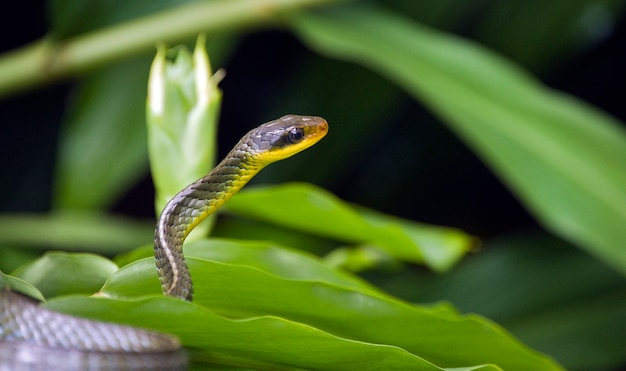 Vine snake, or Cobra Cipo, on green foliage