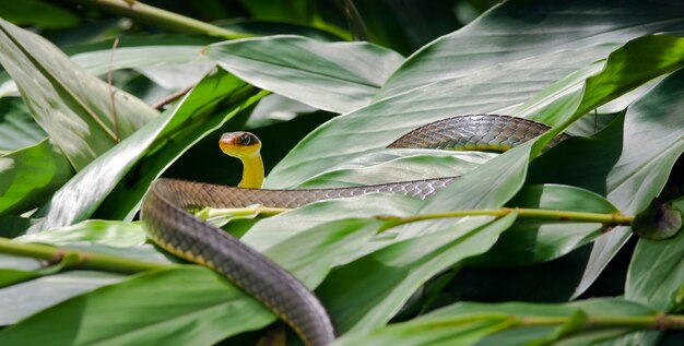 Serpente di vite, o cobra cipo, su fogliame verde