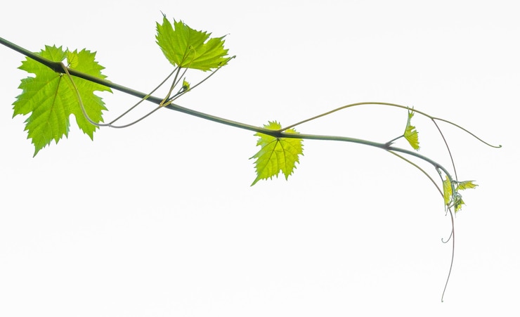 Photo vine that stretches somewhere against the sky
