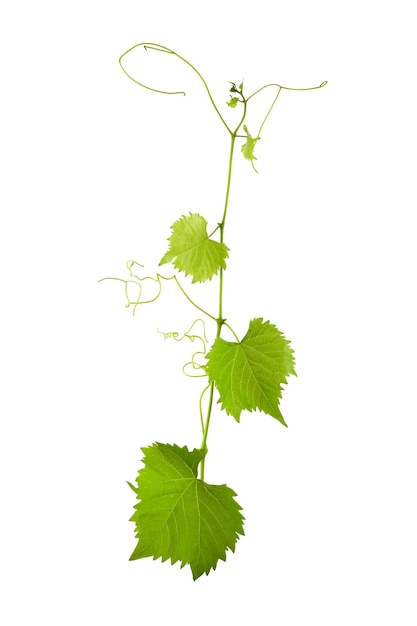 Vine vitis grapevine isolated over white background