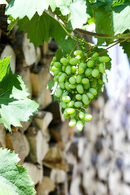 Vine of white grapes