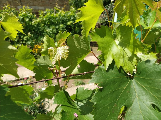 Виноградная лоза со свежими молодыми зелеными листьями Саженцы винограда Производство винограда