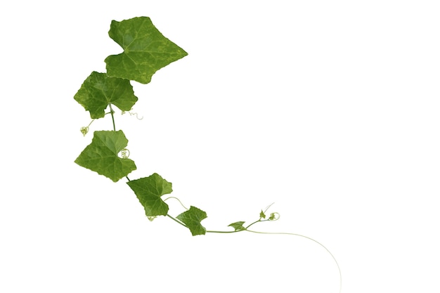 Виноградная лоза с зелеными листьями в форме сердца, скрученная отдельно на белом фоне
