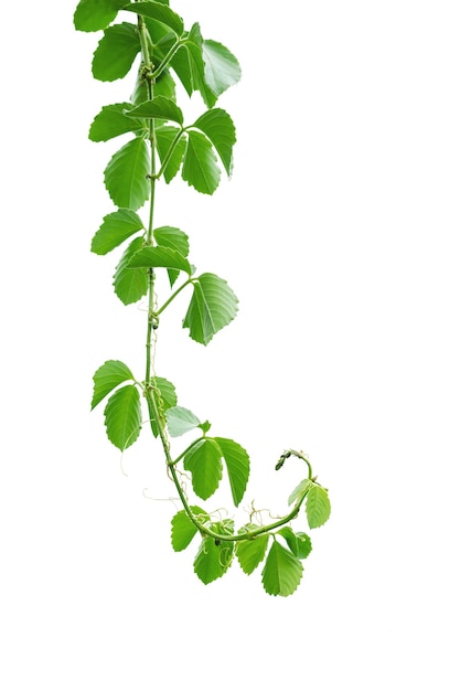 Vine with green leaves, heart shaped, twisted separately on a white background