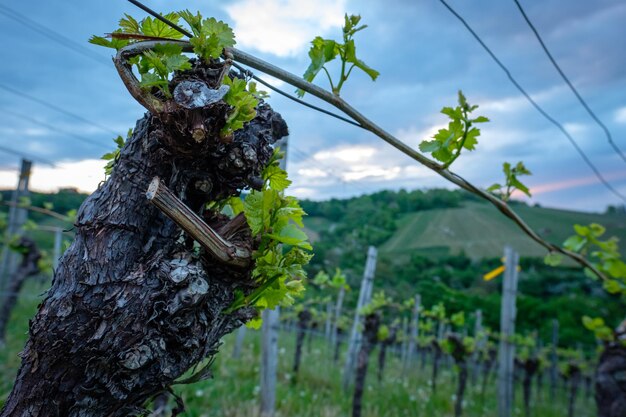 Vine with leaves in a vineyard in spring close-up