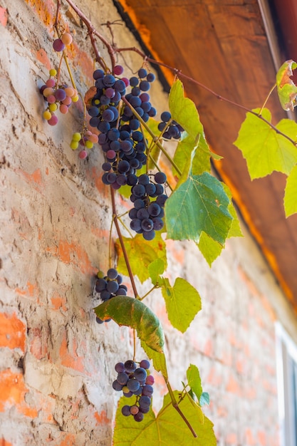 Foto una vite con uva nera matura è tessuta lungo il muro di mattoni di una casa di villaggio che raccoglie nel