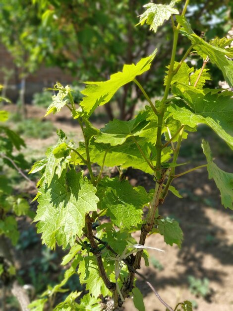 Виноградная лоза с молодыми листьями Крупным планом Молодая лоза привязана к деревянной колонне