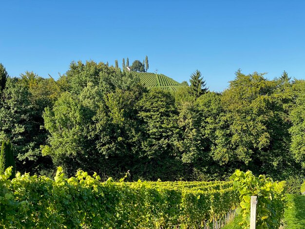 Foto i vigneti contro il cielo