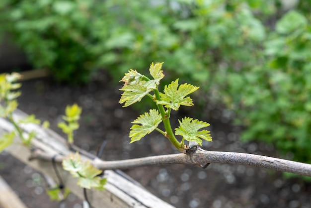 vine, young grapes in the garden, horticulture and limited food