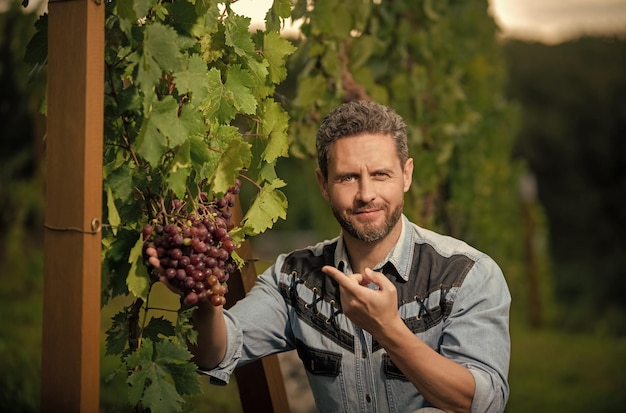 Photo vinedresser with grapes bunch male vineyard owner professional winegrower on grape farm man harvester on summer harvest enologist in grape leaves farmer pointing finger on grapevine