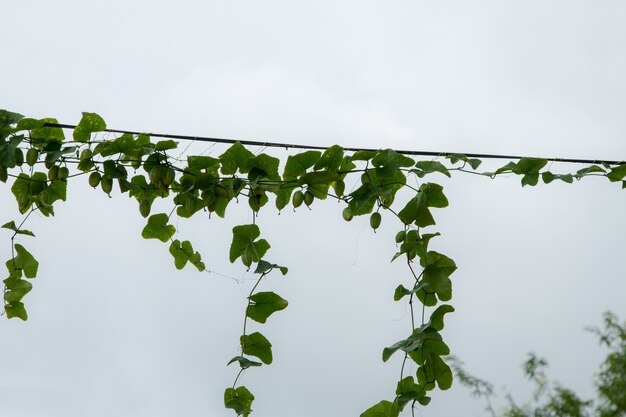 Vines on electric poles and power lines.