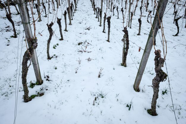 Vines in vineyard with winter snow landscape