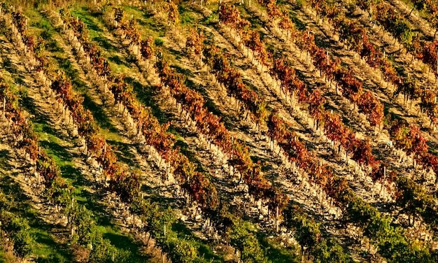 Viti vigneti a fine vendemmia con le foglie dorate