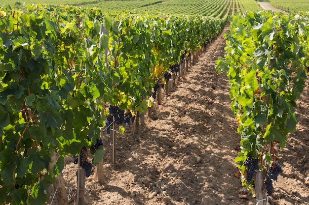 Zona di produzione vinicola dei vigneti delle viti vicino alla regione di bordeaux francia