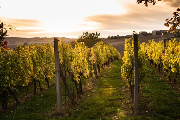 Vineyard against sky