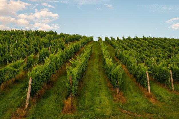 Photo vineyard against sky