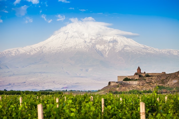 Photo vineyard in ararat valley