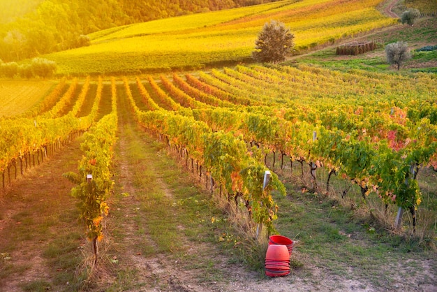 Vineyard in autumn during harvest season agriculture and farming