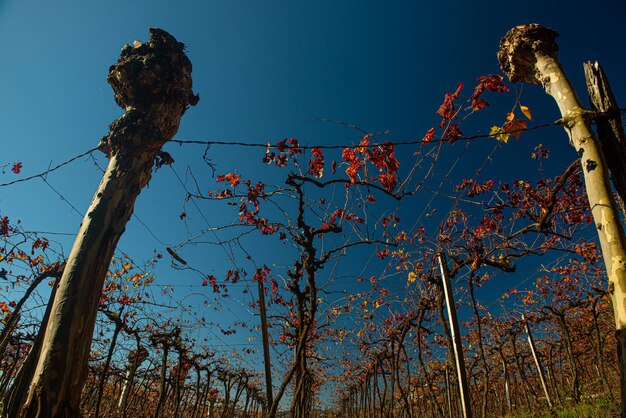 Photo vineyard in bento goncalves with plantations of cabernet grapes sauvignon and merlot