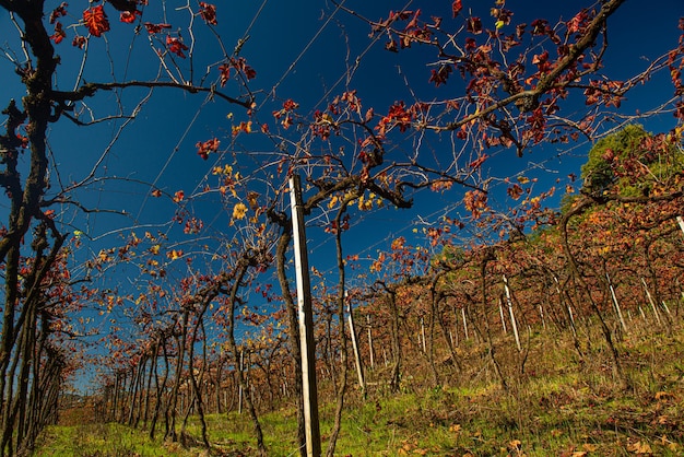 Vineyard in Bento Goncalves with plantations of Cabernet grapes Sauvignon and Merlot