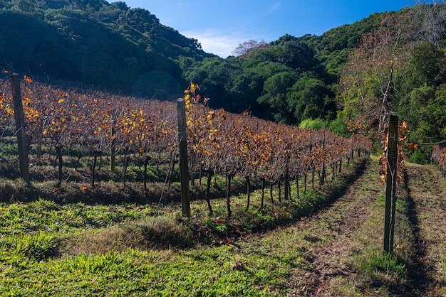 Vineyard in Bento Goncalves with plantations of Cabernet grapes Sauvignon and Merlot