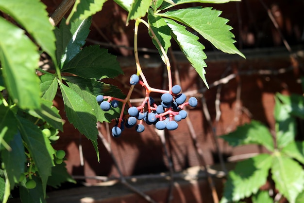 vineyard on a branch, vineyard on a tree, berries of the vineyard, grape on a flower