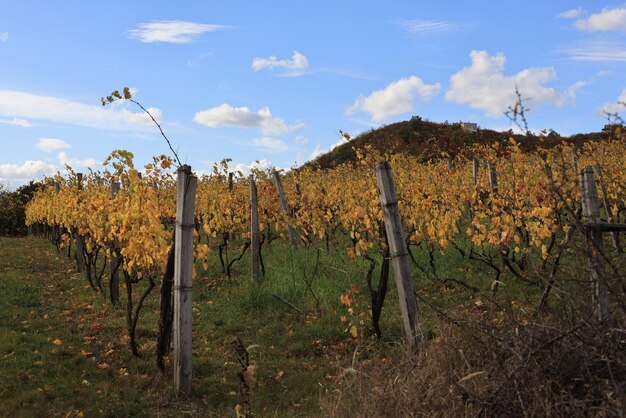 vineyard in the countryside