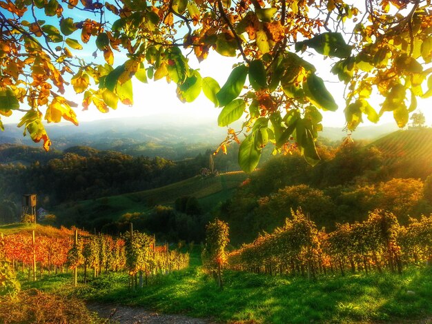 Vineyard during sunny day